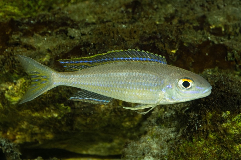 Lestradea perspicax 'Kigoma'
